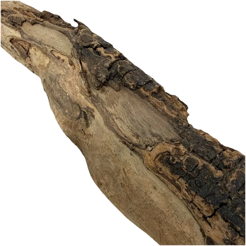 Curved California Coast Driftwood Branch – Sinuous Form 19” Natural Wood